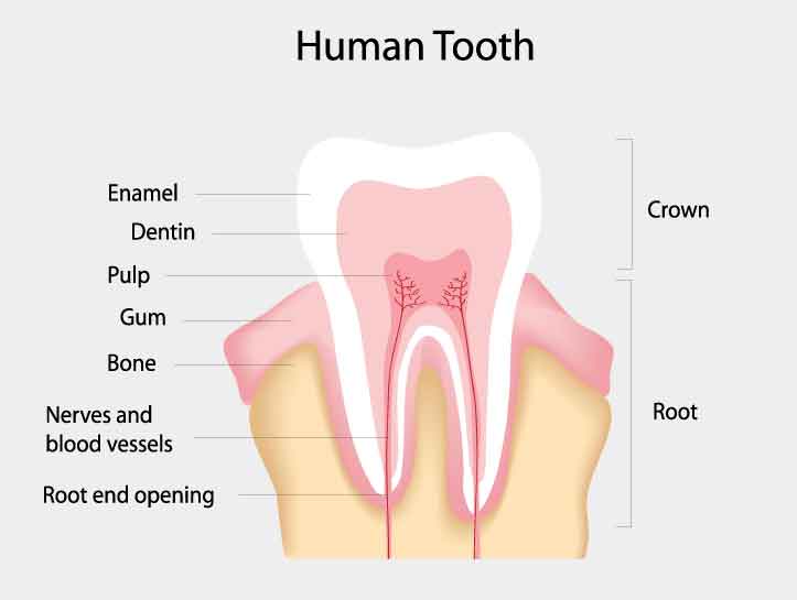 Dental Hygiene Image